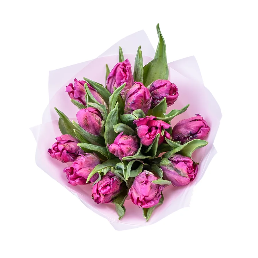Букет из 13 фиолетовых попугайных тюльпанов Принц Пэррот (02190)