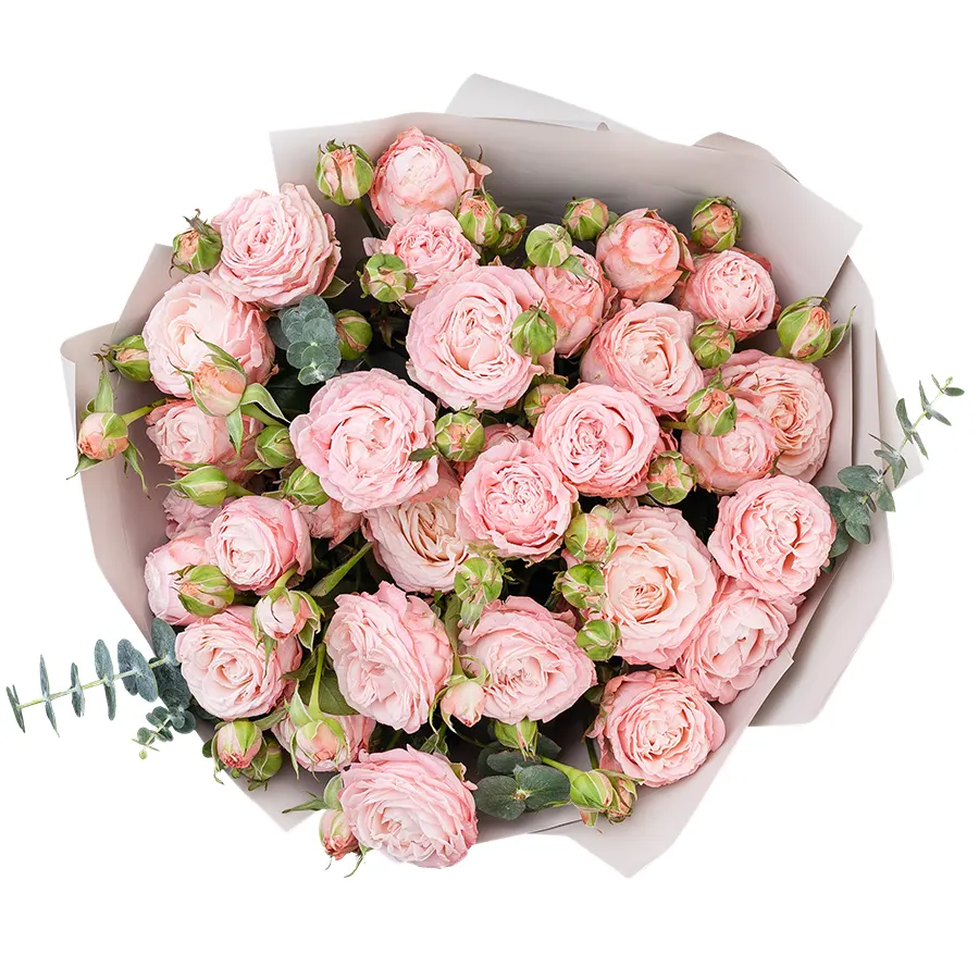 Букет из 7 розовых с темной каймой кустовых пионовидных роз Мадам Бомбастик (02956)