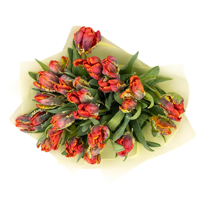 Букет из 25 красных попугайных тюльпанов Пэррот Рококо (01988)