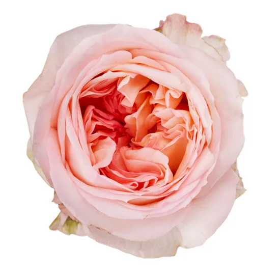 Роза садовая розовая Энджи Романтика (00459)