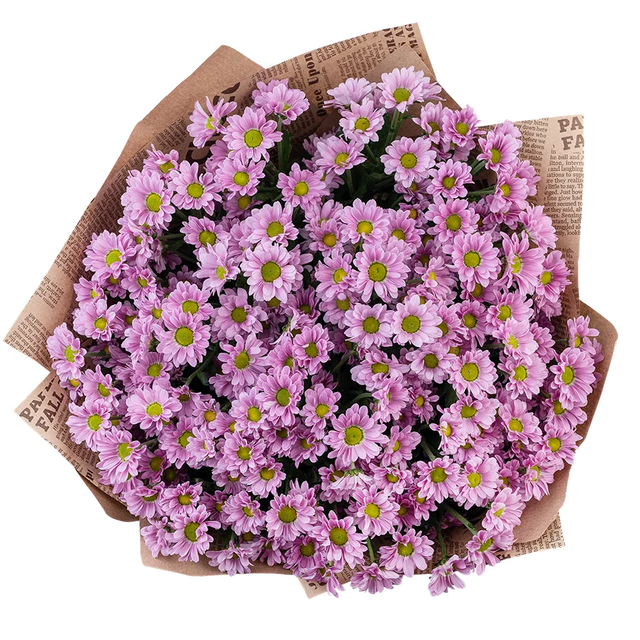Букет из 23 розовых кустовых хризантем Сантини Крисси (02824)