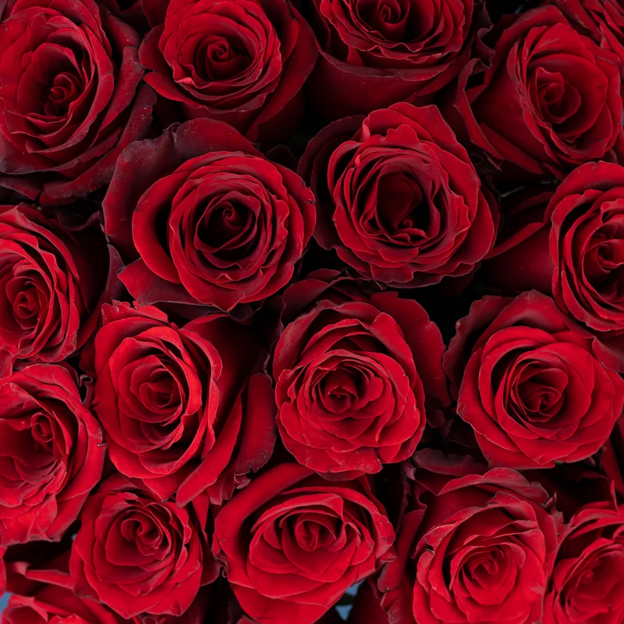 Букет из 29 тёмно-красных роз Эксплорер (02212)