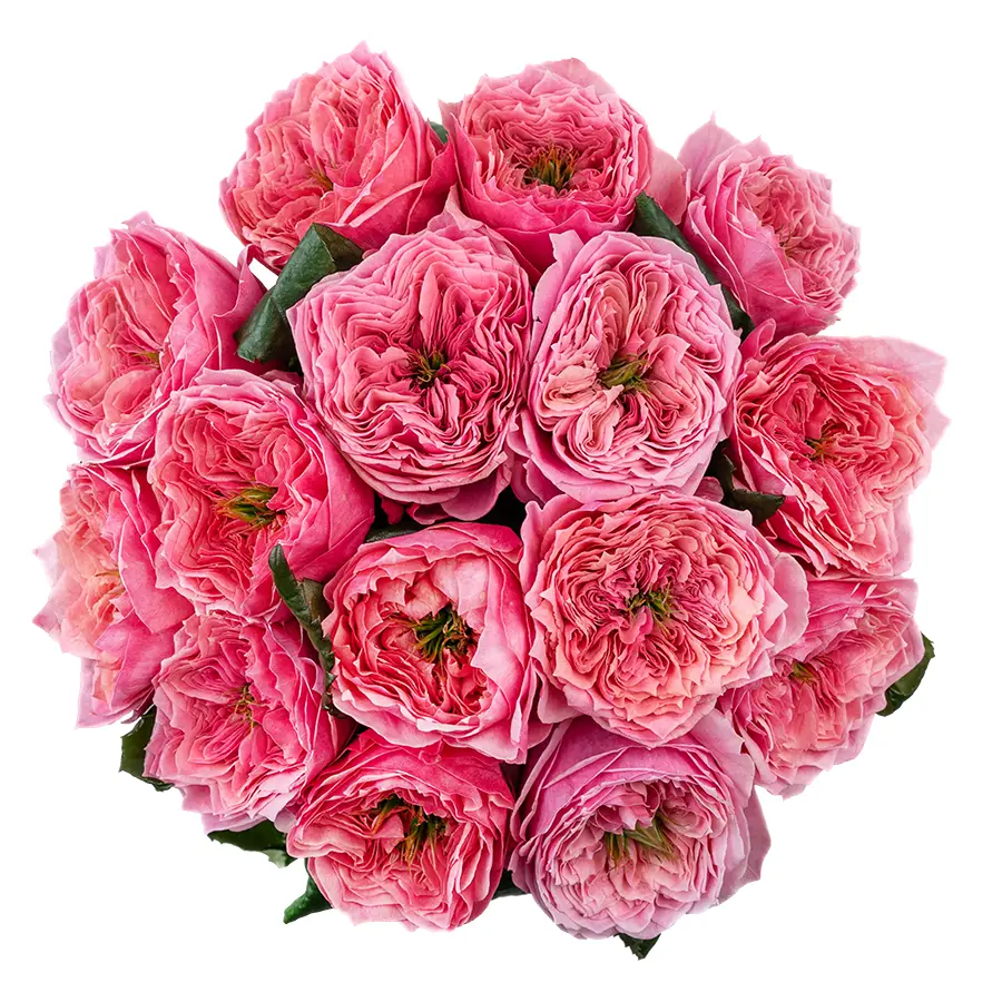 Букет из 15 ярко-розовых пионовидных роз Риджентс Парк (02695)