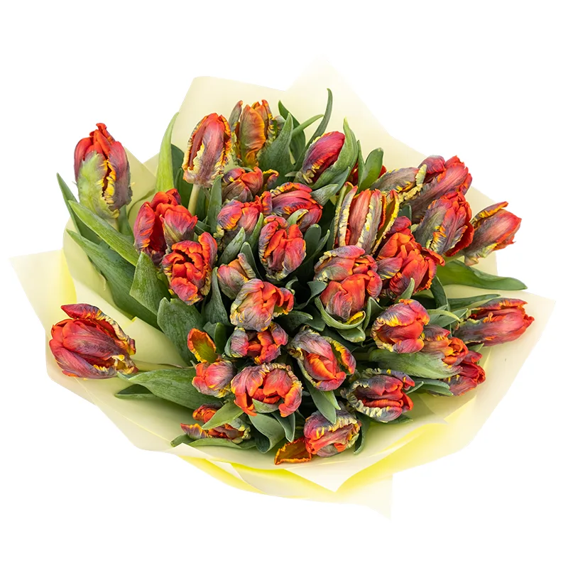 Букет из 33 красных попугайных тюльпанов Пэррот Рококо (01984)