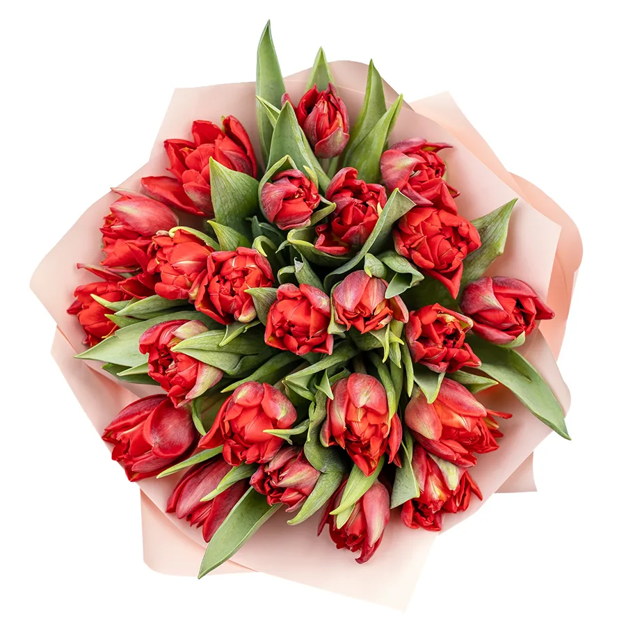 Букет из 23 красных махровых тюльпанов Ред Принцесс (02264)
