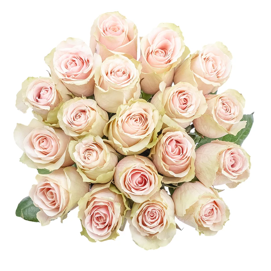 Букет из 19 светло-розовых роз Фрутетто (02134)