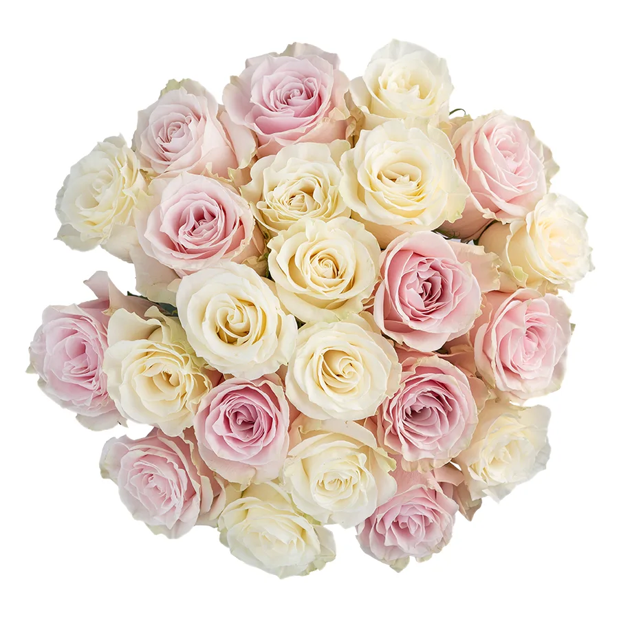 Букет из 23 белых и розовых роз Мондиаль и Пинк Мондиаль (02229)