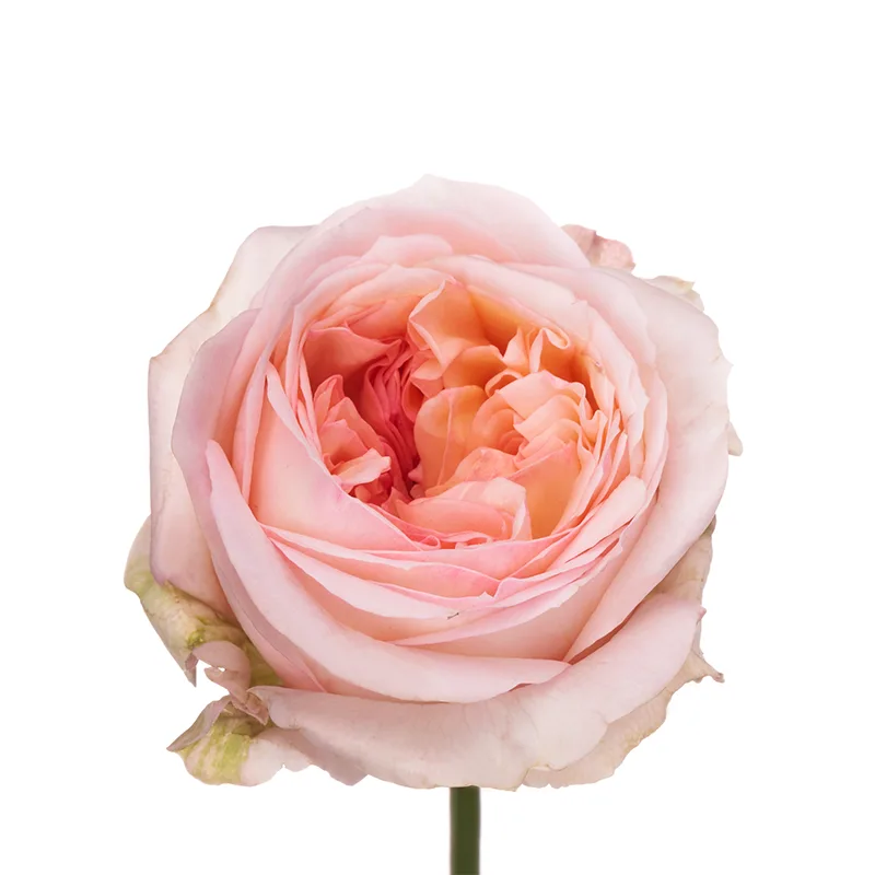 Роза садовая розовая Энджи Романтика (00459)