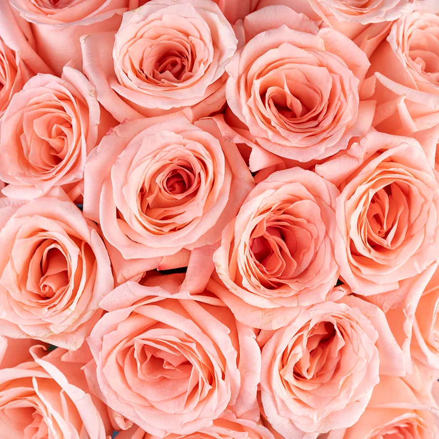 Букет из 21 светло-розовой розы Энгейджмент (03848)