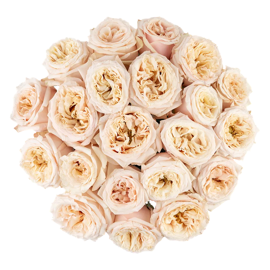 Букет из 21 садовой кремовой розы Башфул (03843)