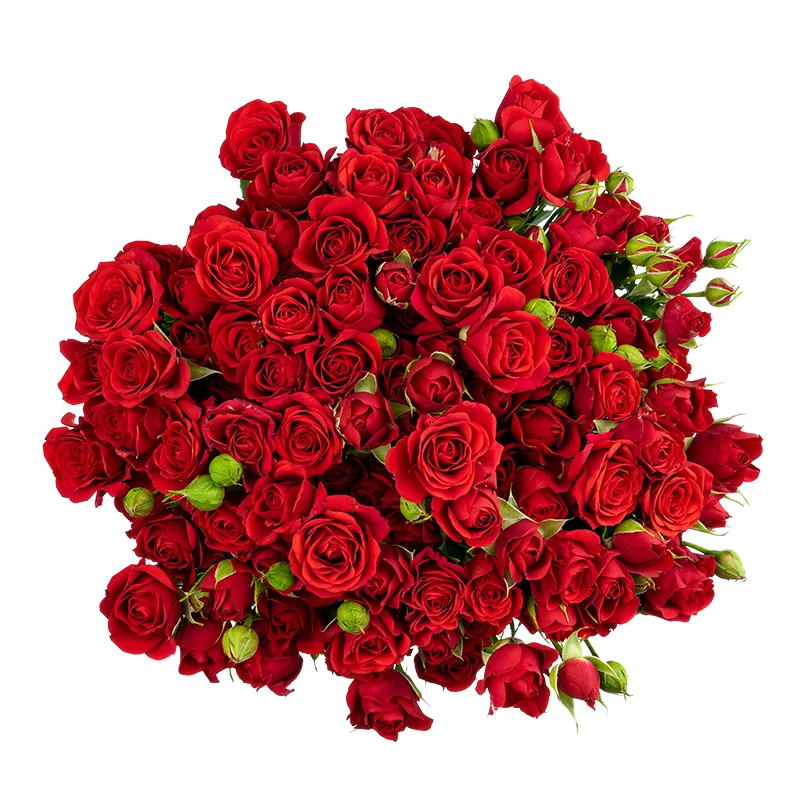 Букет из 23 красных кустовых роз Мирабель (01728)