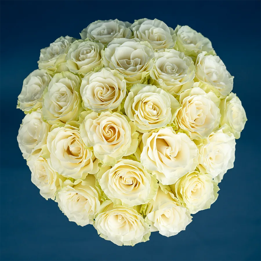 Букет из 25 белых роз Мондиаль (01597)