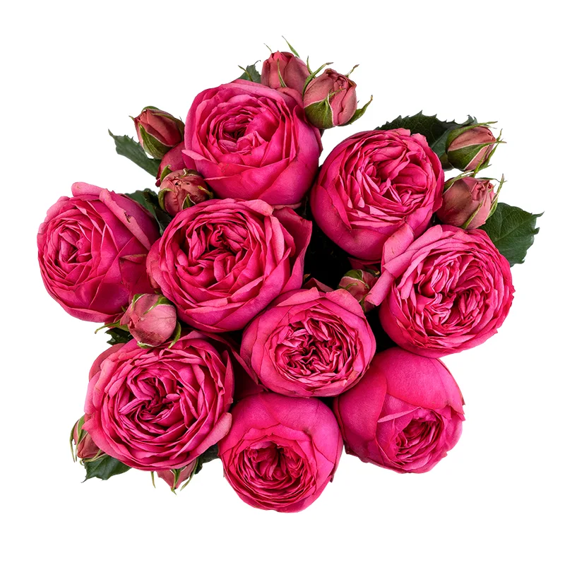 Букет из 9 ярко-розовых садовых роз Пинк Пиано (01747)