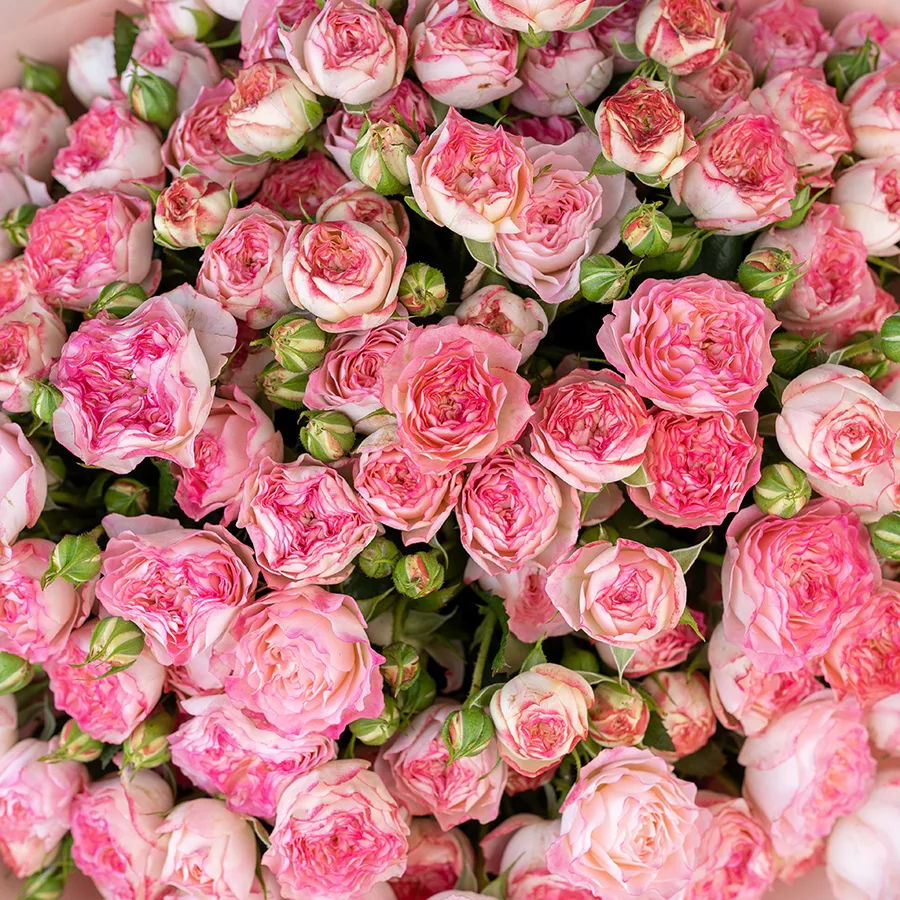 Букет из 29 нежно-розовых с яркими краями кустовых роз Свит Старс (02593)
