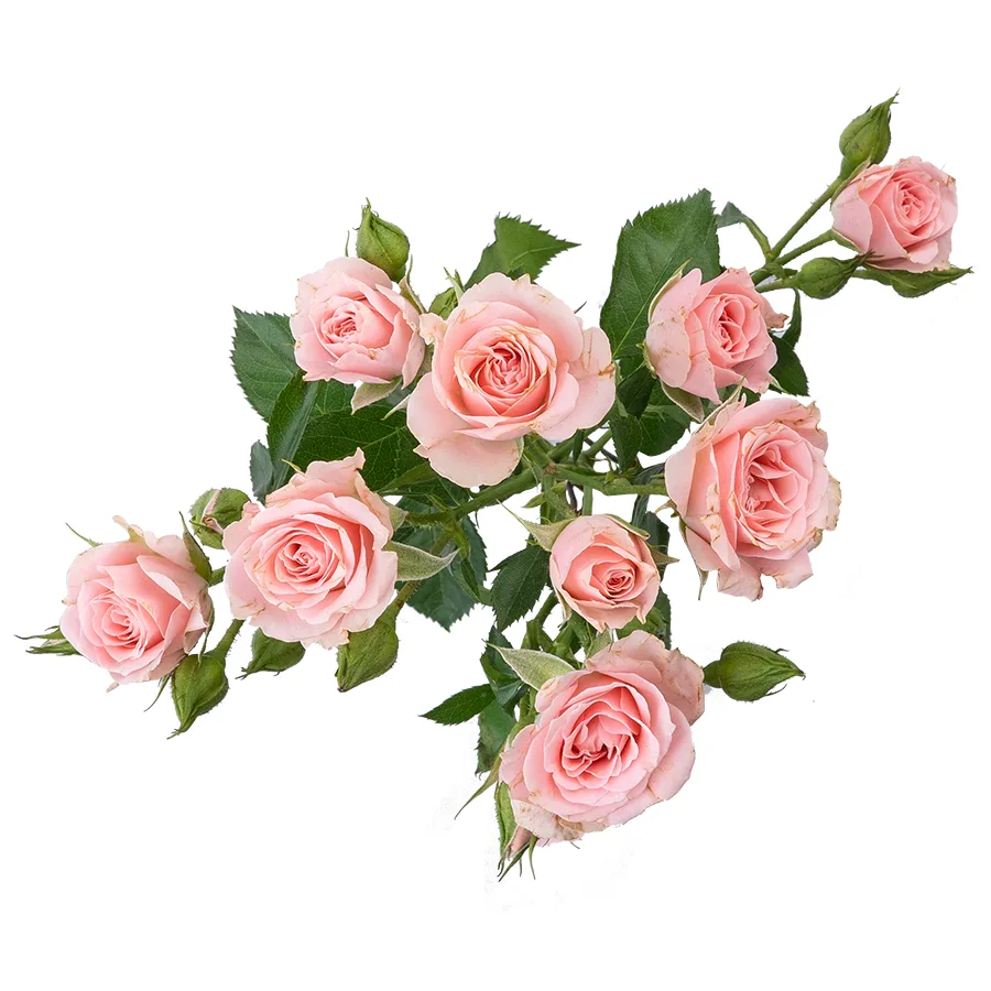 Роза кустовая розовая Лидия 60 см (00019)