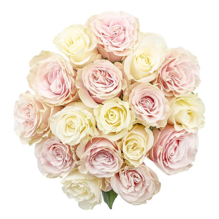 Букет из 17 белых и розовых роз Мондиаль и Пинк Мондиаль (02232)