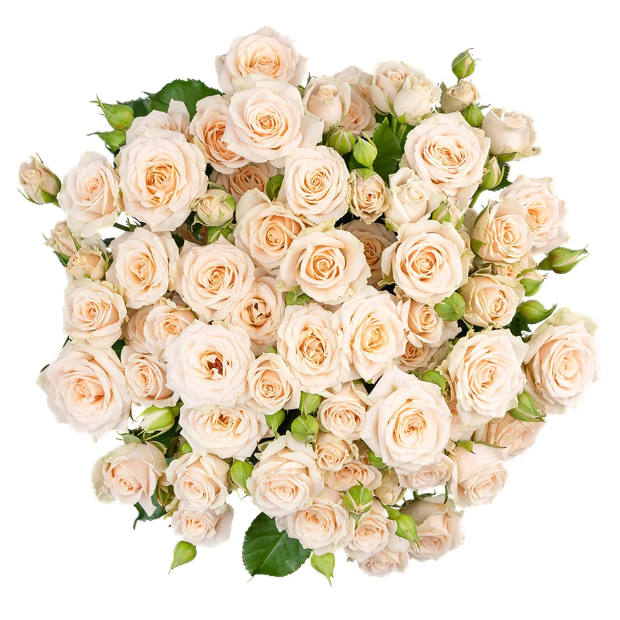 Букет из 13 кремовых кустовых роз Таня (02712)