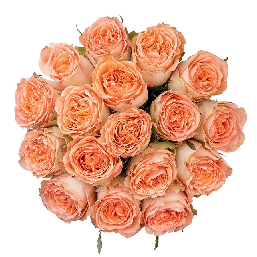 Букет из 17 кремово-персиковых пионовидных роз Кантри Хоум (03009)