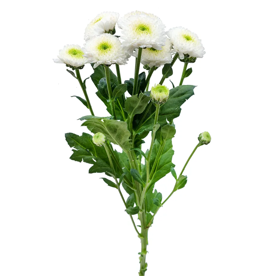 Хризантема кустовая белая Сантини Маверик Вайт (02630)