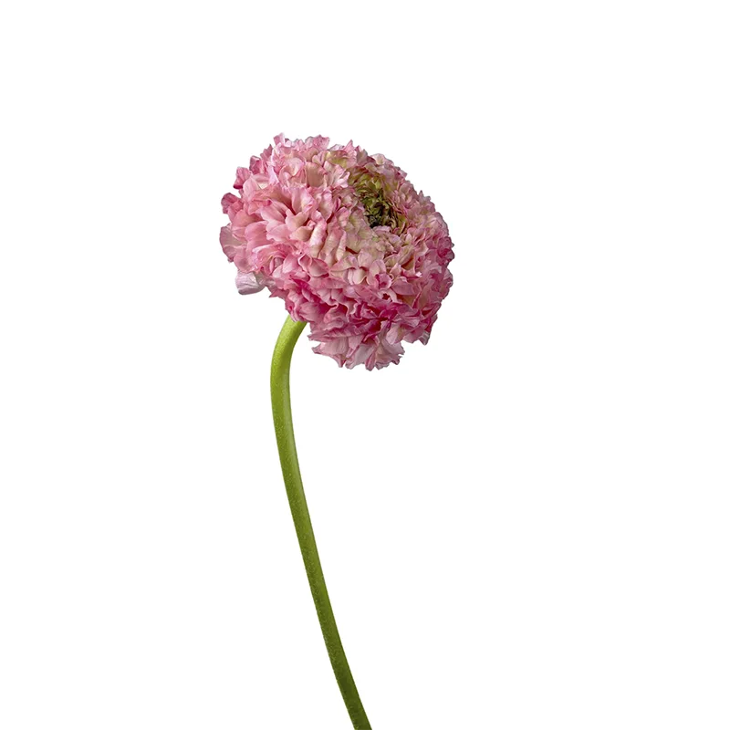 Ранункулюс розовый с зеленым Помпон Аврора (00129)