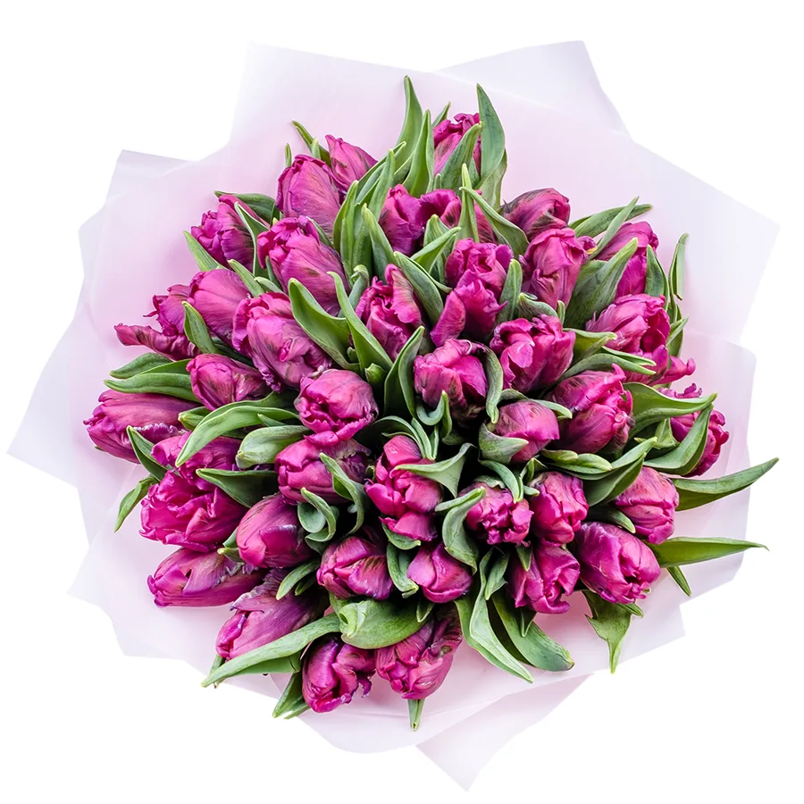 Букет из 39 фиолетовых попугайных тюльпанов Принц Пэррот (02177)