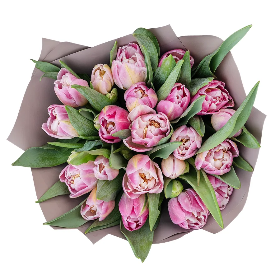Букет из 21 бело-розового махрового тюльпана Бриндизи (03054)