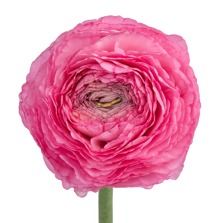 Ранункулюс ярко-розовый Азур Роуз