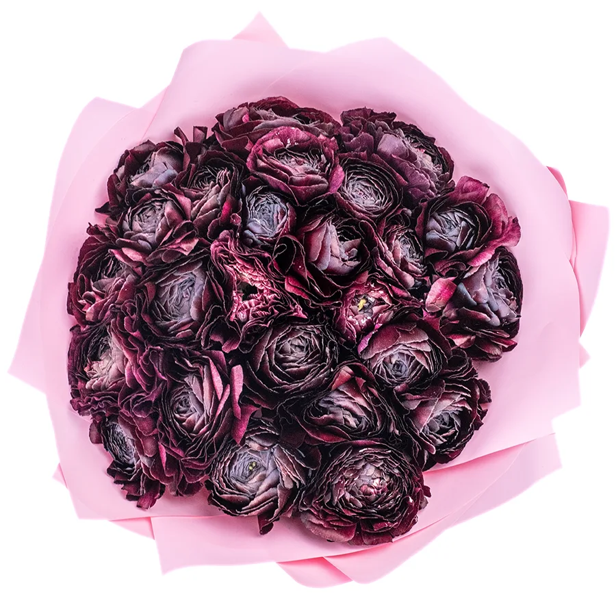 Букет из 25 черных ранункулюсов Клуни Нерон (02341)