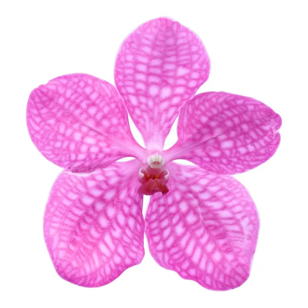 Орхидея Фаленопсис розовая (00446)