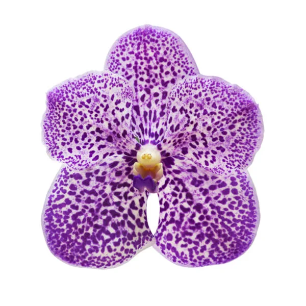 Орхидея Фаленопсис Ванда фиолетовая (00443)
