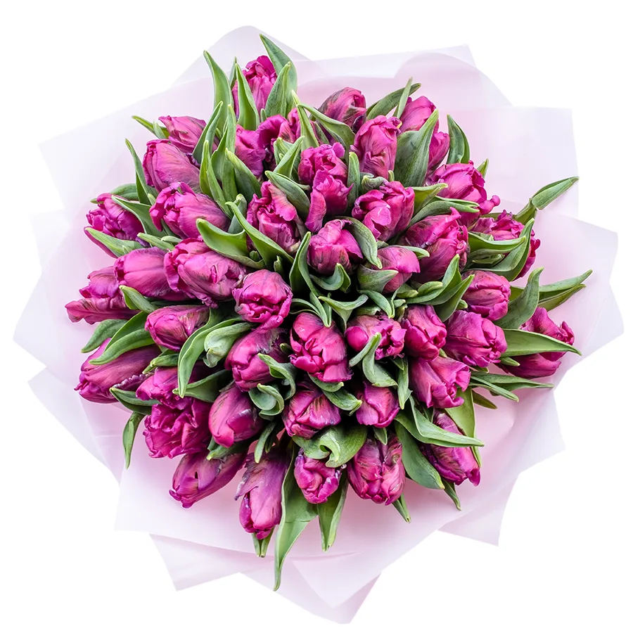 Букет из 41 фиолетового попугайного тюльпана Принц Пэррот (02176)