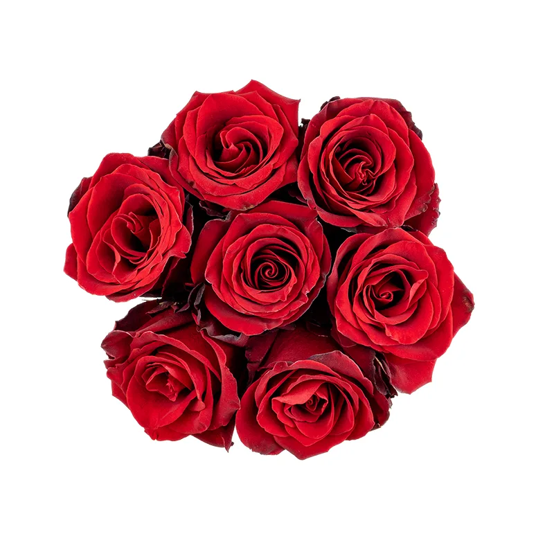 Букет из 7 тёмно-красных роз Эксплорер (01556)