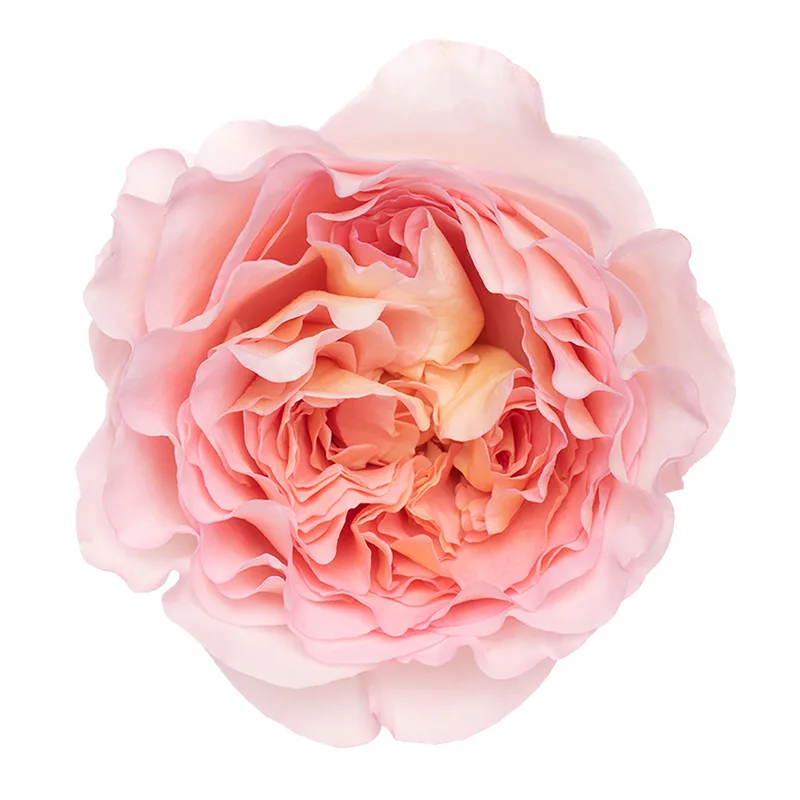 Роза садовая коралловая Августа Луиз (00367)