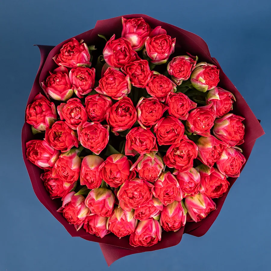 Букет из 45 красных махровых тюльпанов Памплона (02397)