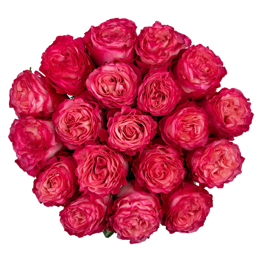 Букет из 19 ярко-малиновых роз Энчентмент (03858)