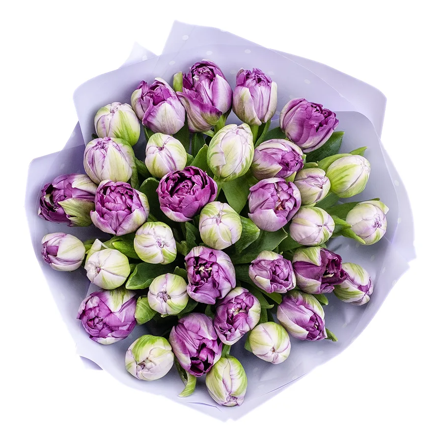 Букет из 33 фиолетовых махровых тюльпанов Сайгон (02386)