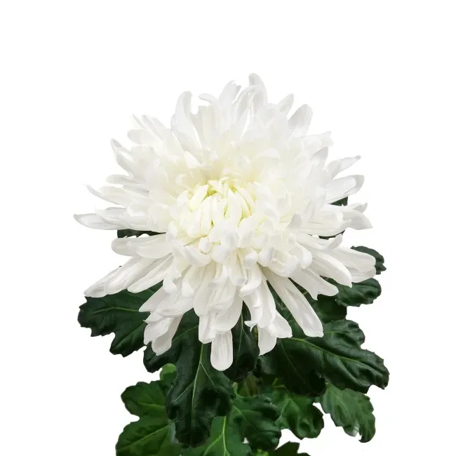 Хризантема одноголовая белая Антонов (00360)