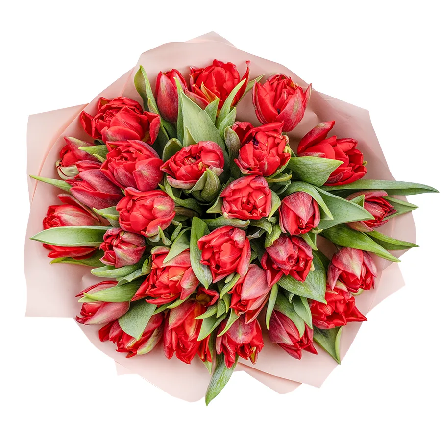 Букет из 27 красных махровых тюльпанов Ред Принцесс (02262)