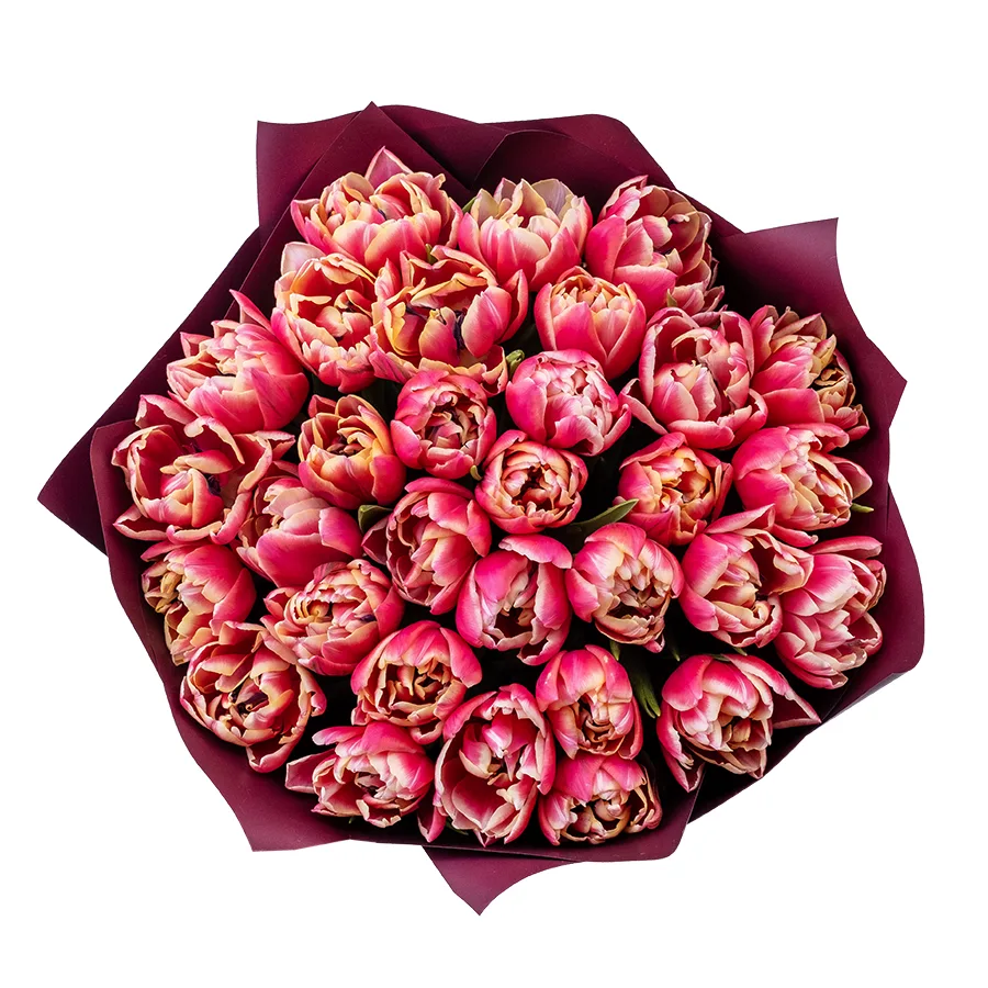 Букет из 31 красно-розового с белой каймой махрового тюльпана Колумбус (02199)