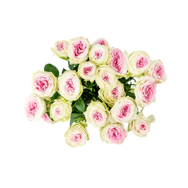 Букет из 5 розовых кустовых пионовидных роз Джелато (01175)