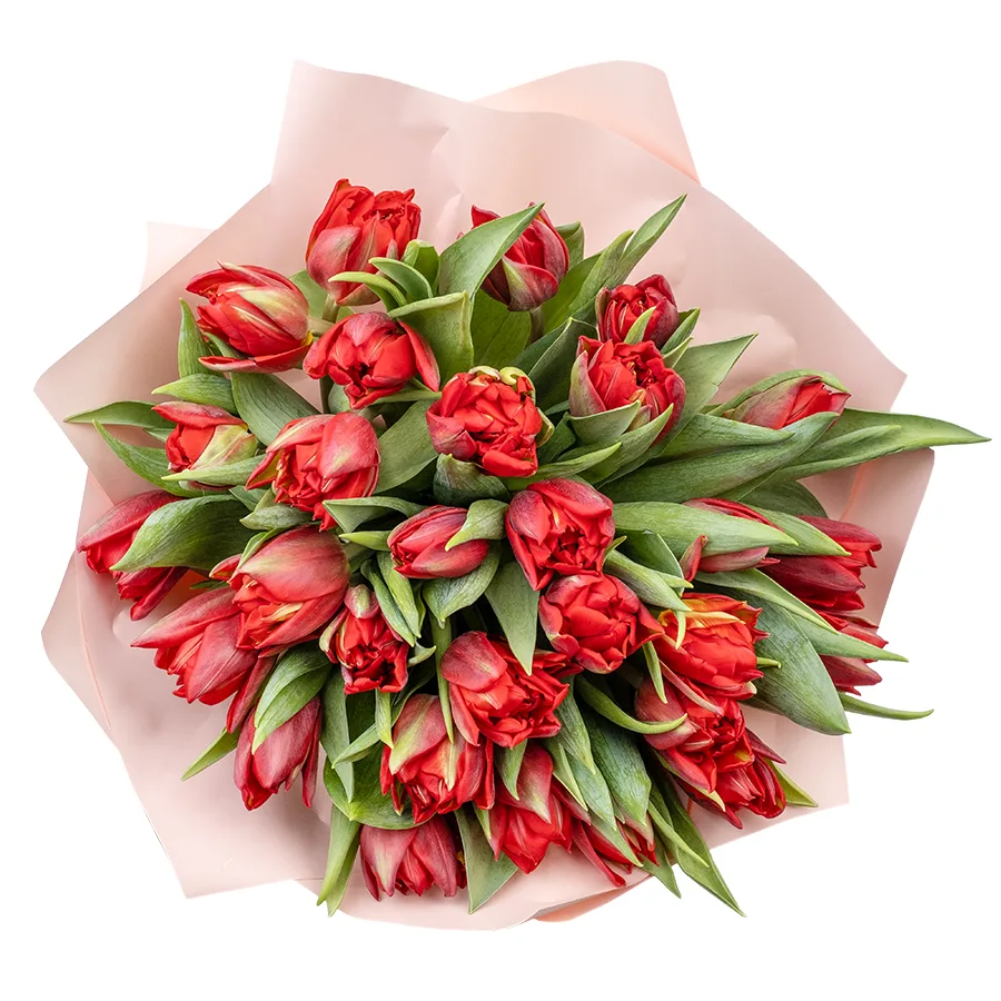 Букет из 31 красного махрового тюльпана Ред Принцесс (02260)