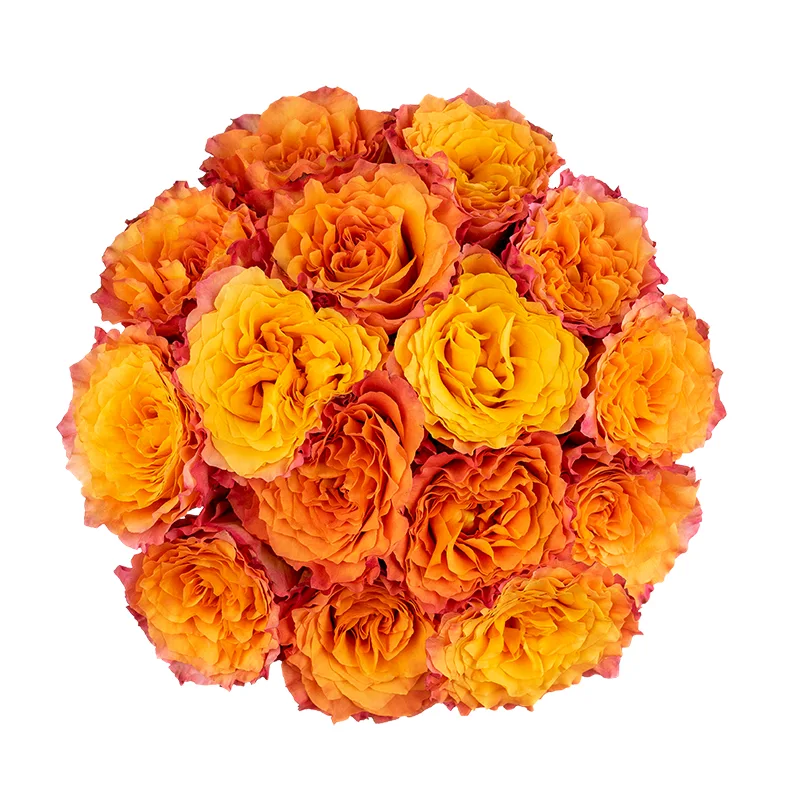 Букет из 15 оранжево-коралловых пионовидных роз Фри Спайрит (01592)