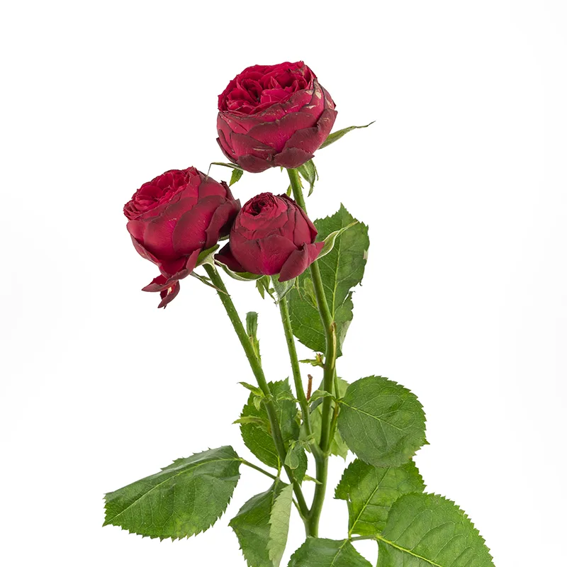 Роза кустовая бордовая Марун 45 см (00023)