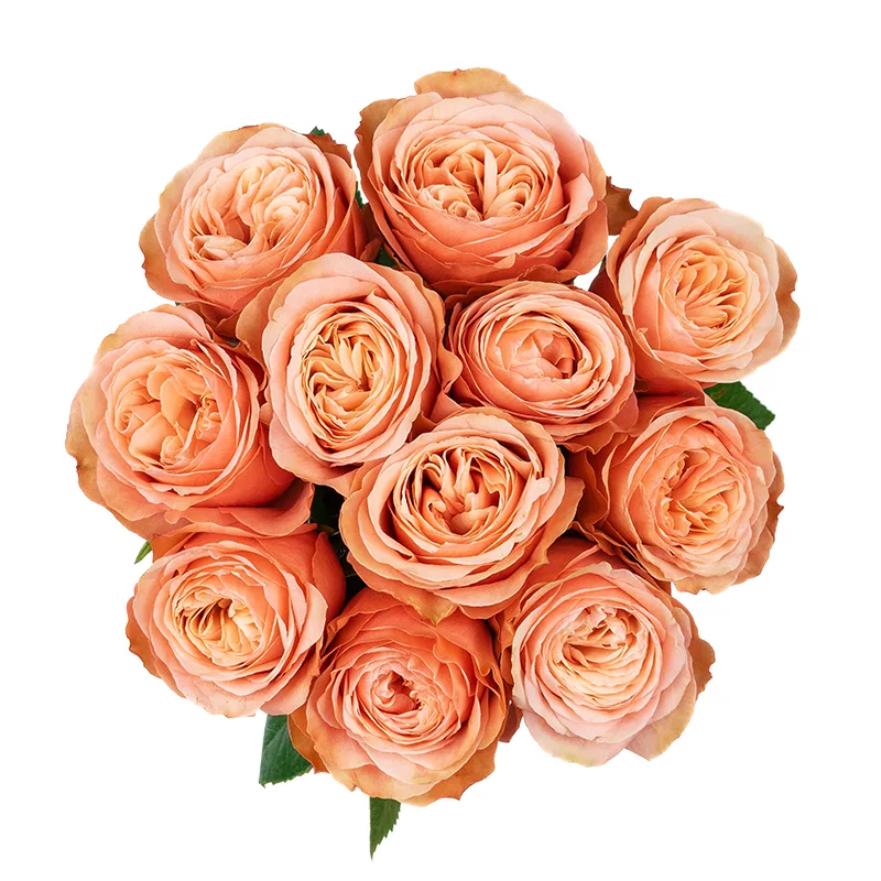 Букет из 11 персиковых пионовидных роз Кахала (01414)