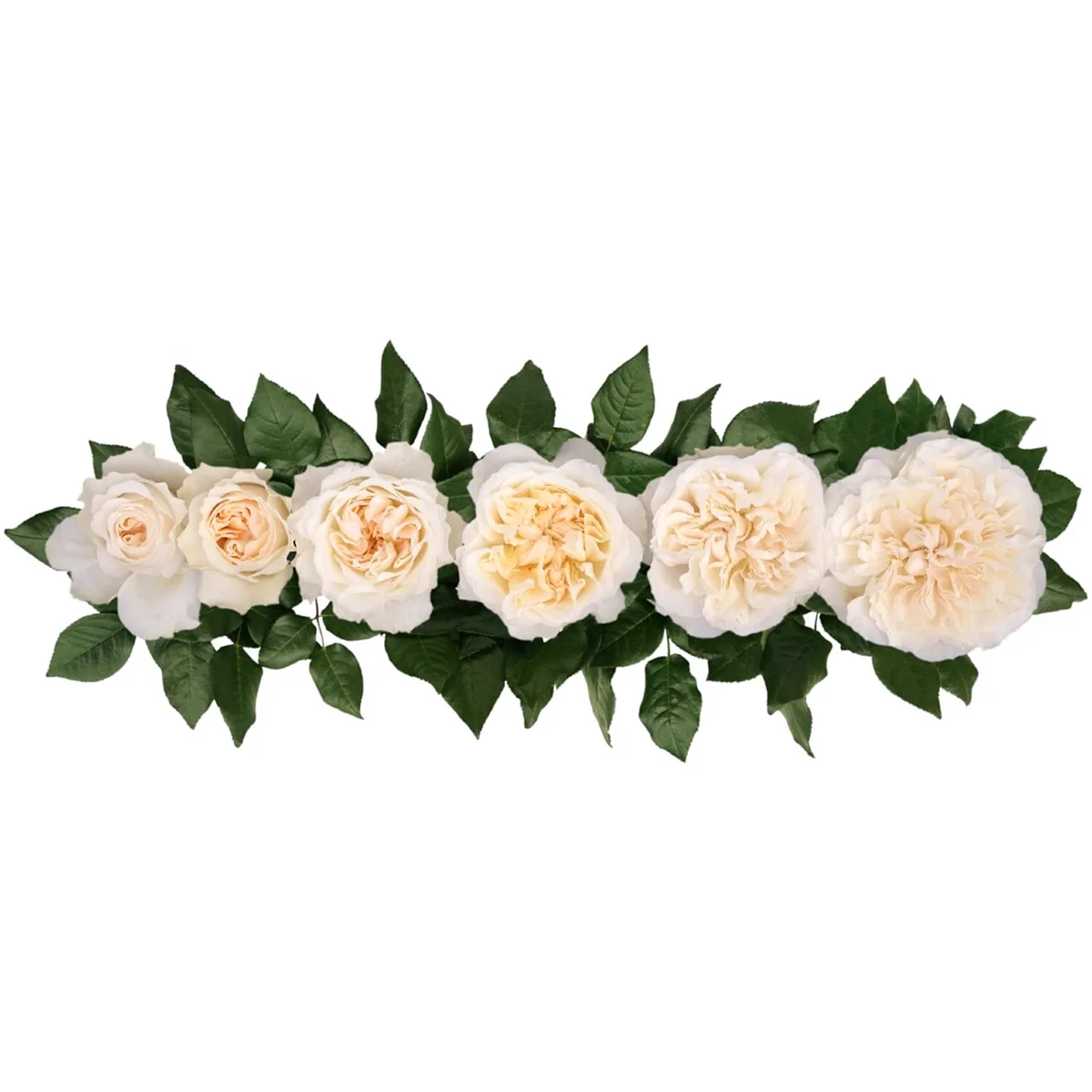 Роза садовая белая Дэвида Остина Евгения (00484)