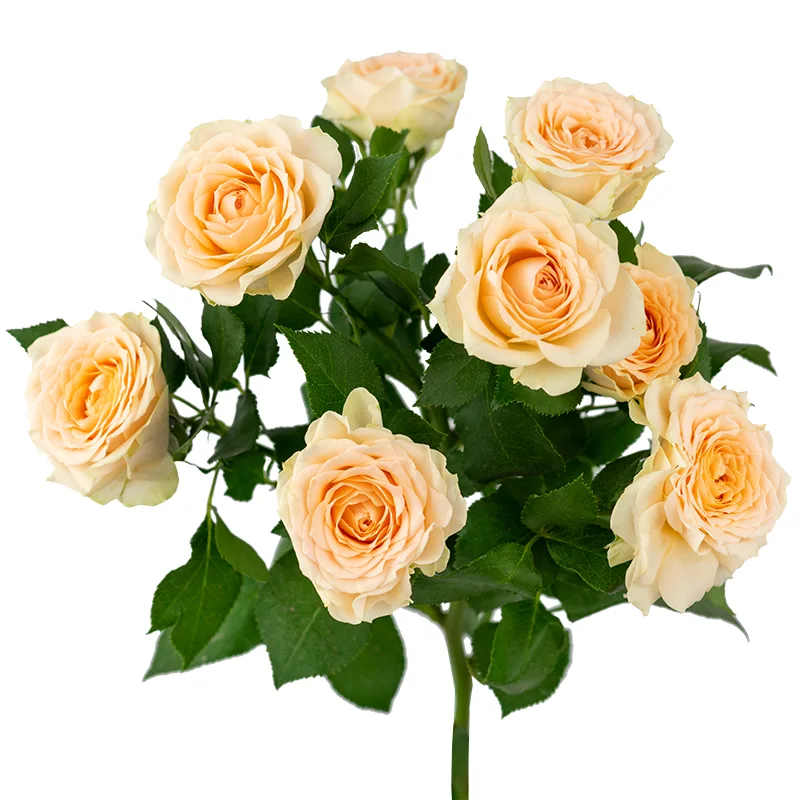 Роза кустовая кремово-жёлтая (00347)