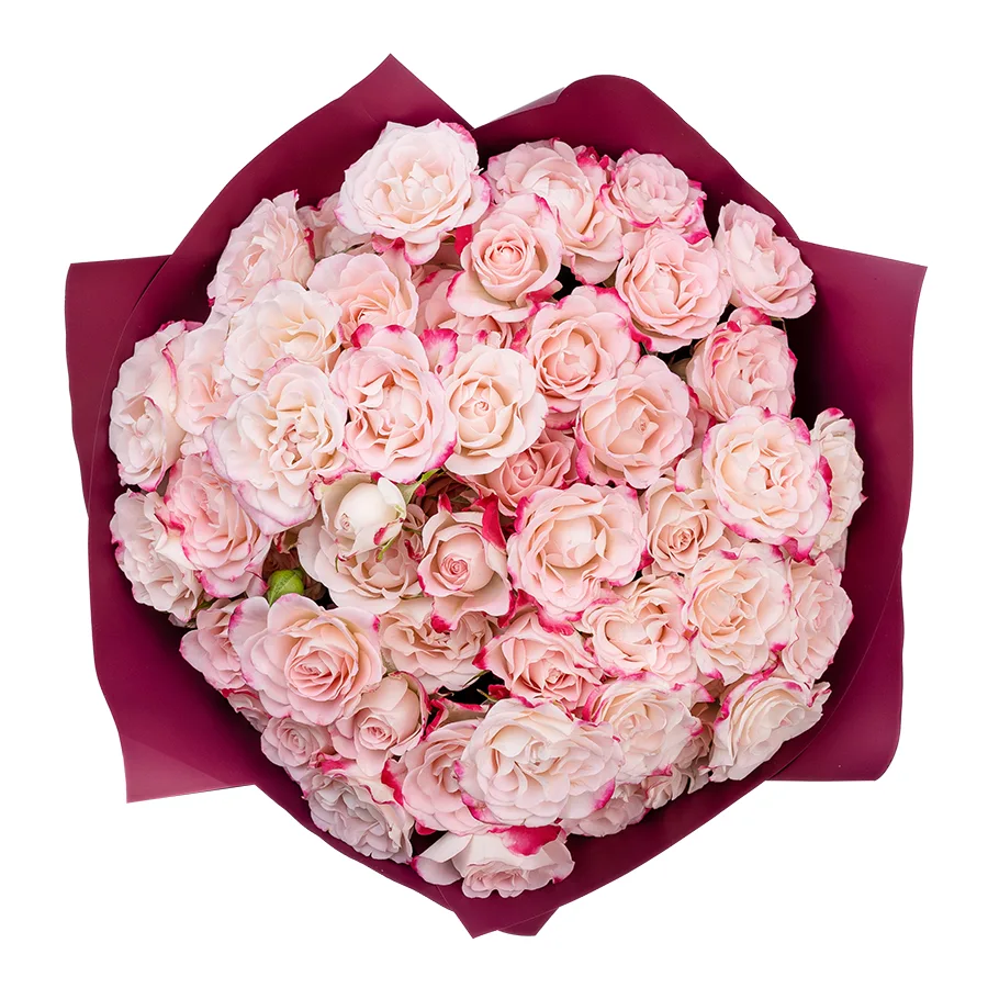 Букет из 15 кремовых с малиновыми краями кустовых роз Рефлекс (02625)