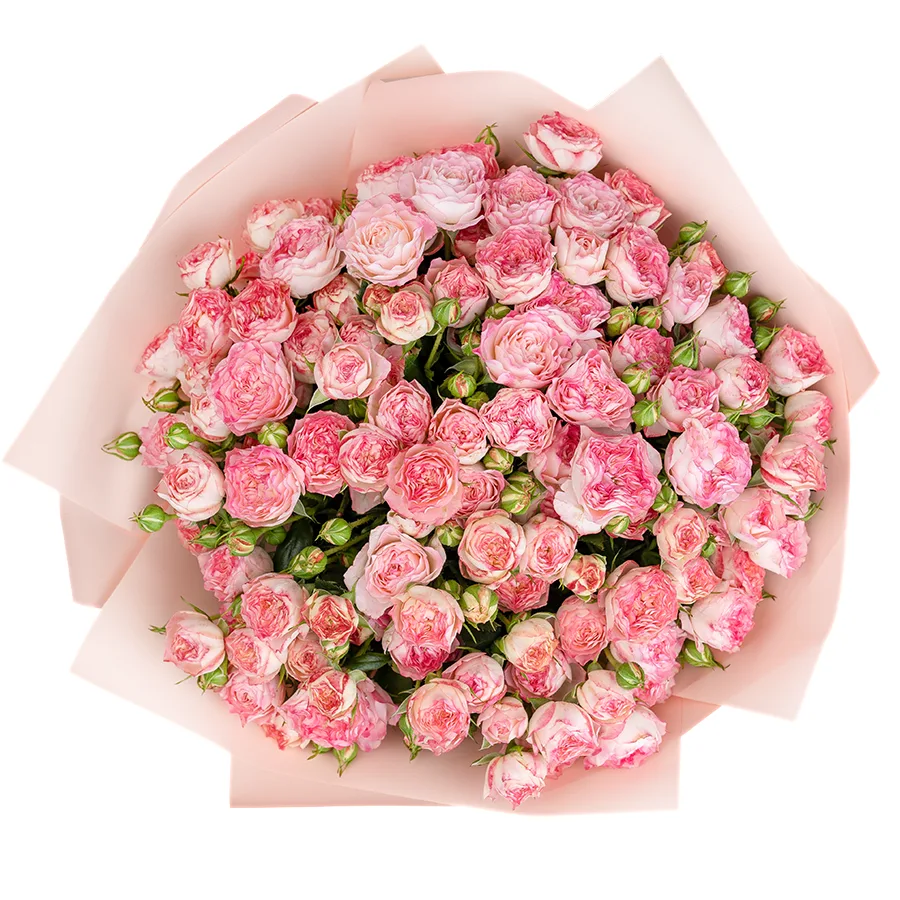 Букет из 25 нежно-розовых с яркими краями кустовых роз Свит Старс (02595)