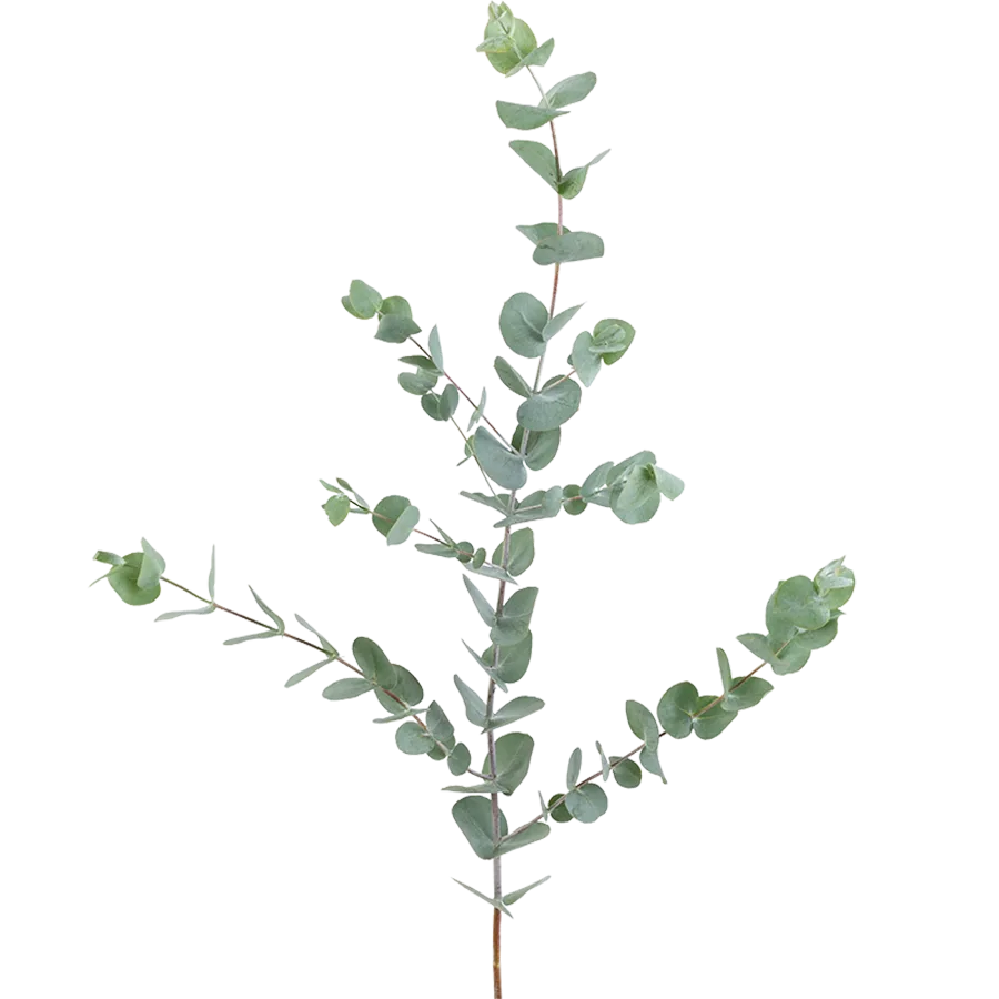 Зелень эвкалипт (Eucalyptus) (00007)
