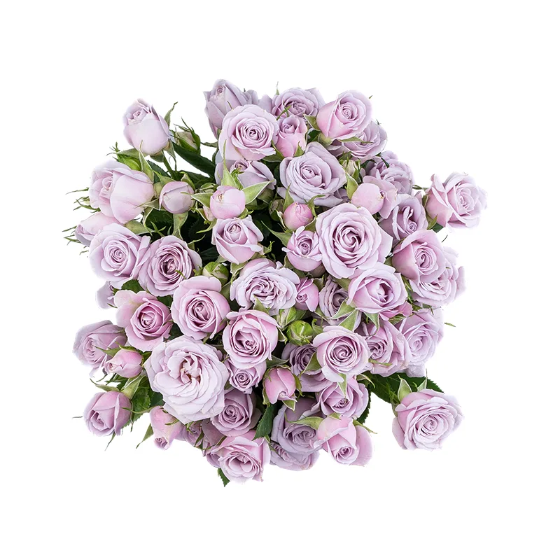 Букет из 11 нежно-сиреневых кустовых роз Сильвер Шадоу (01853)